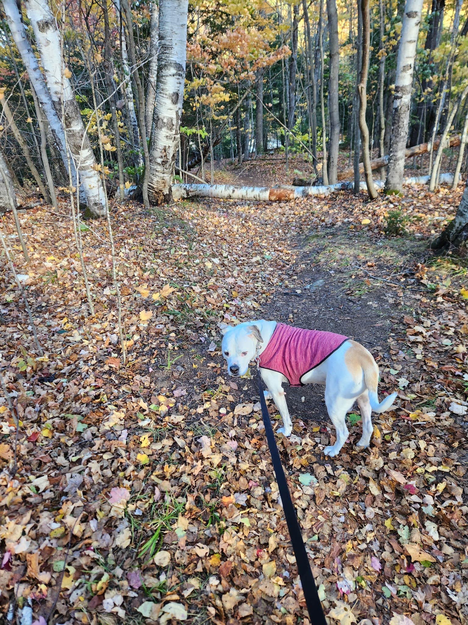 Christopher  S.'s photo of camping with pets at Dolly Copp Campground near Randolph, NH