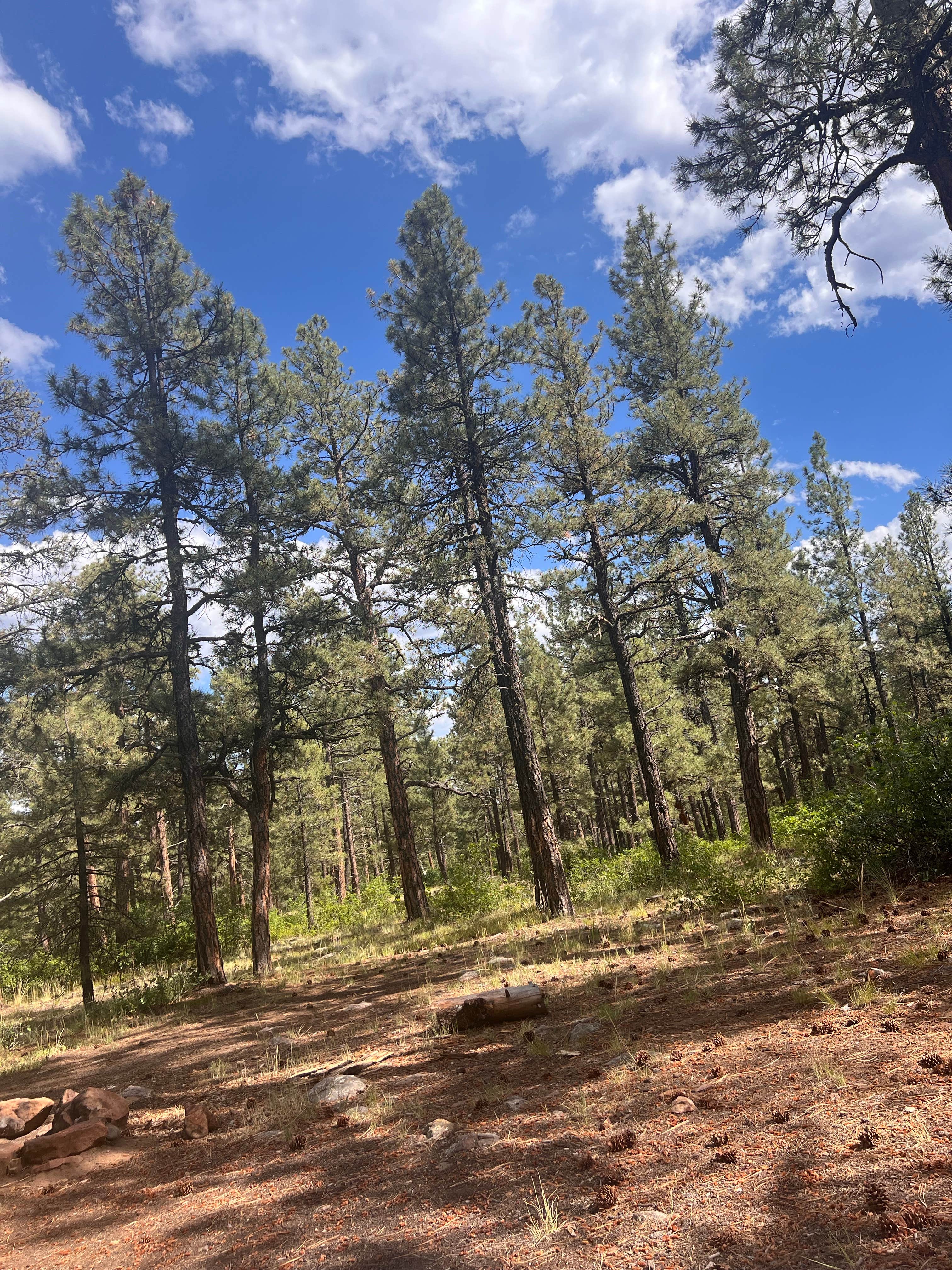 Camper-submitted photo at New Jack Road near Pagosa Springs, CO