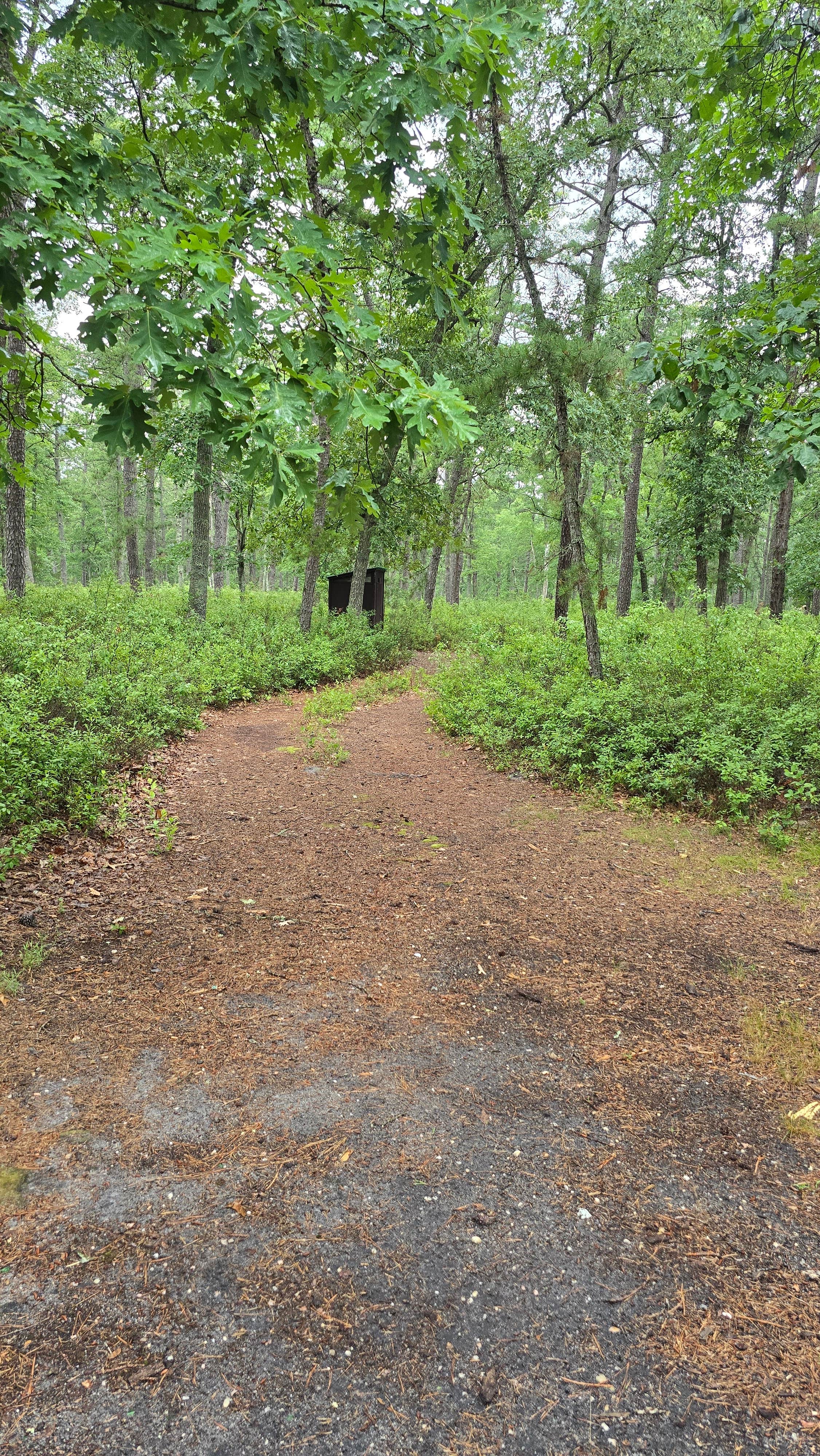 Camper-submitted photo at Godfrey Bridge — Wharton State Forest near Manahawkin, NJ