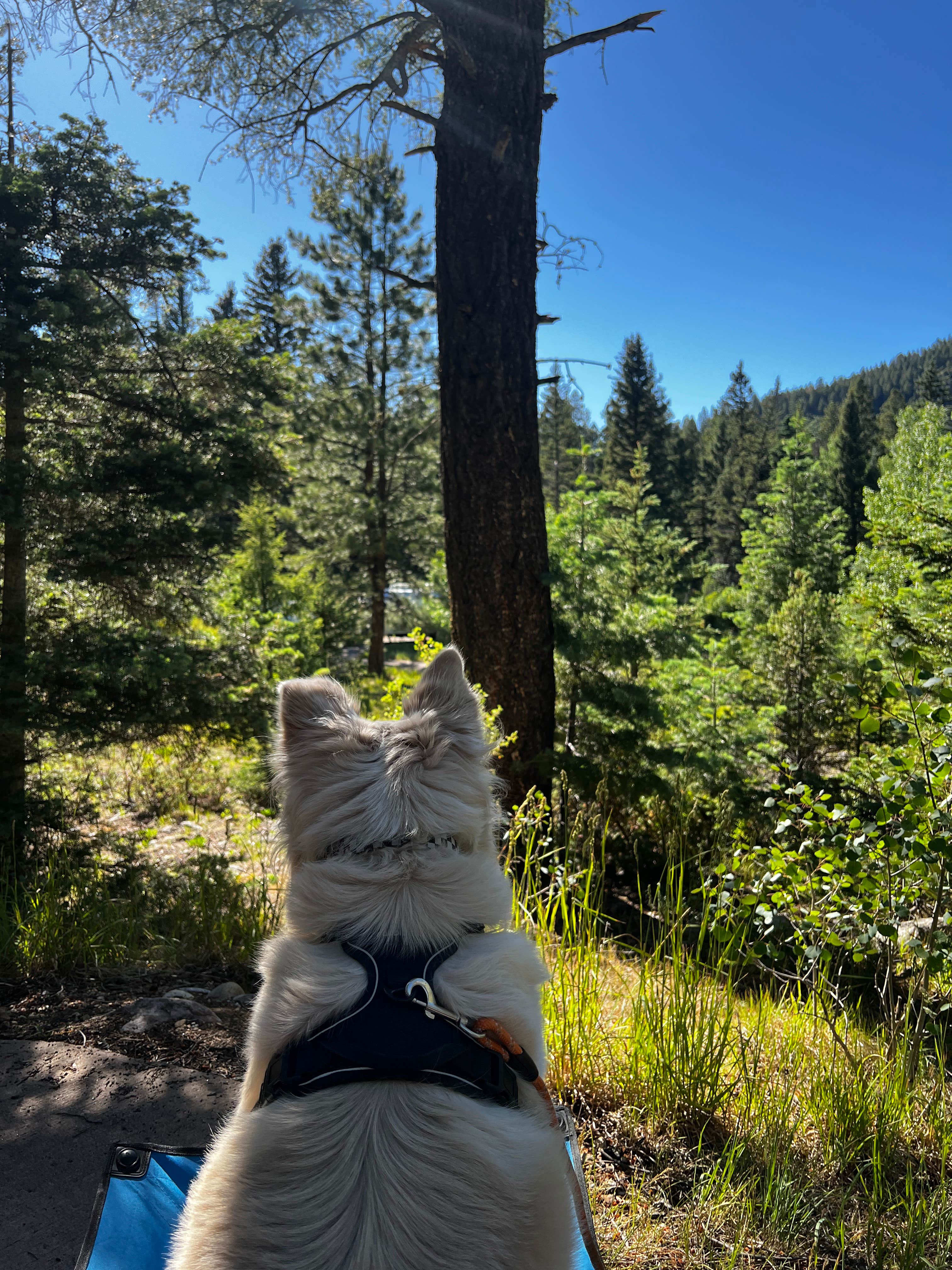 Renee V.'s photo of camping with pets at Agua Piedra Campground near Vadito, NM