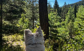 Renee V.'s photo of camping with pets at Agua Piedra Campground near Vadito, NM