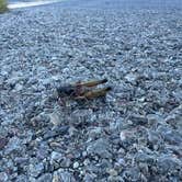 Review photo of Aguirre Spring Recreation Area and Campground by Katey B., November 7, 2025