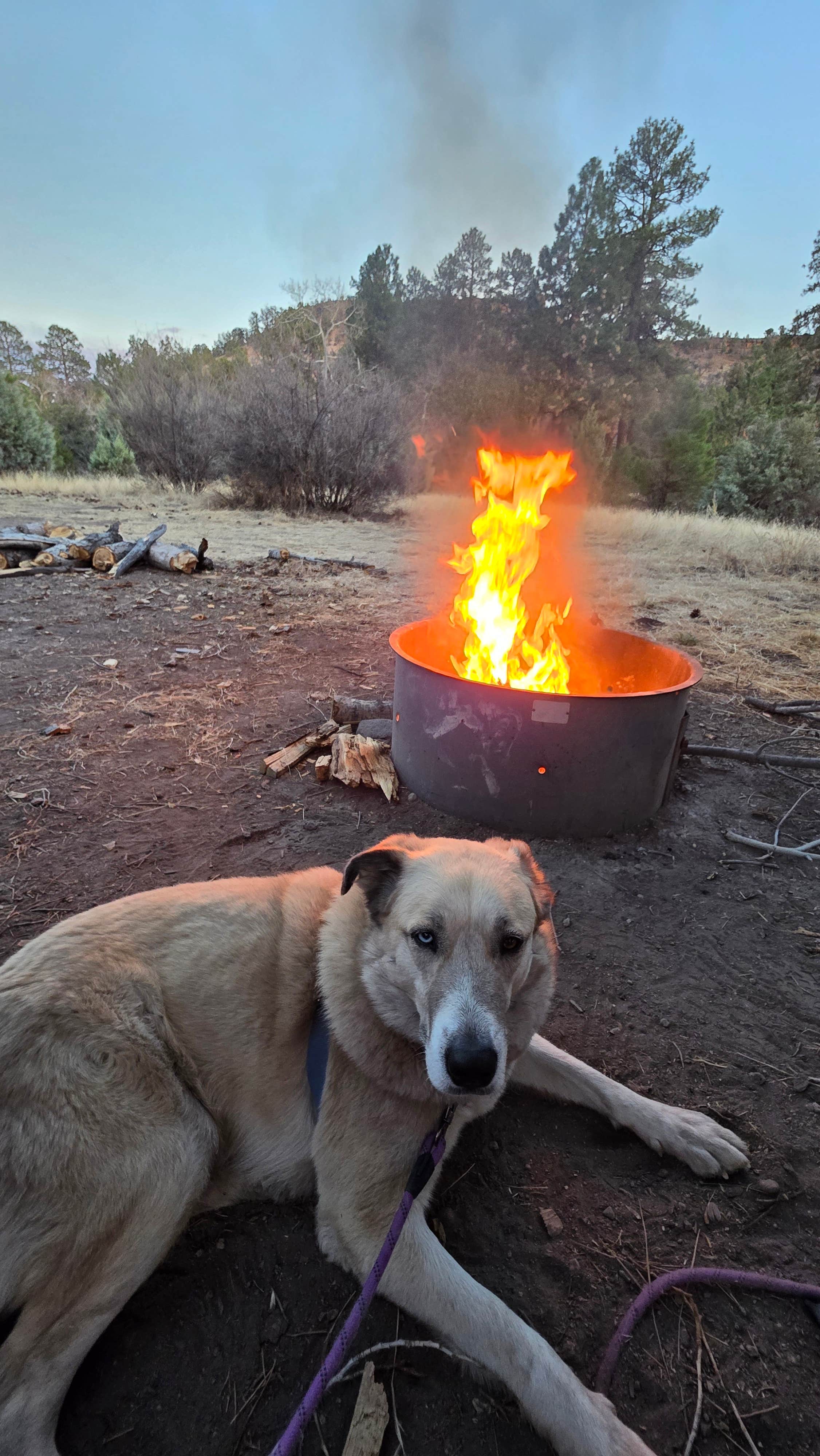Camper-submitted photo at Apache Creek Campground near Reserve, NM
