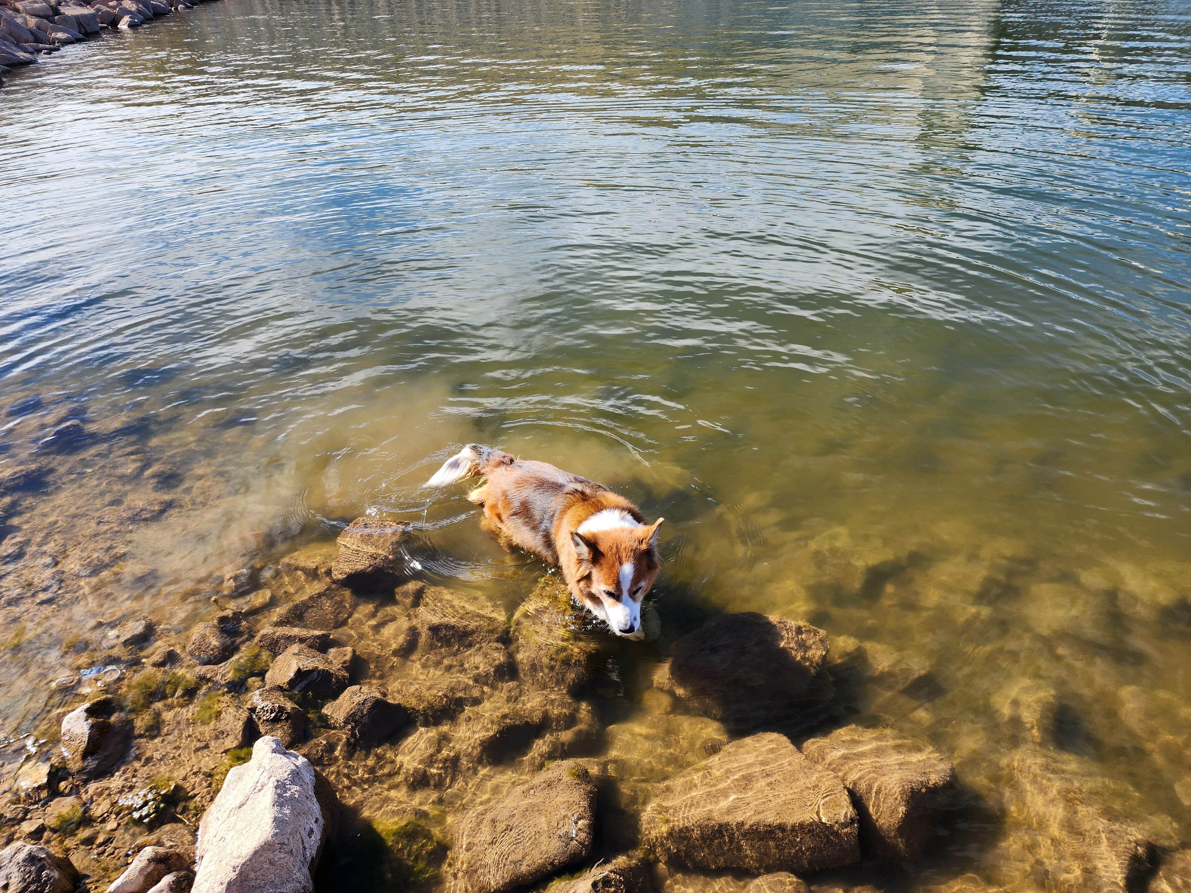 Teresa T.'s photo of camping with pets at Limestone Campground — Brantley Lake State Park near Carlsbad Caverns, NM