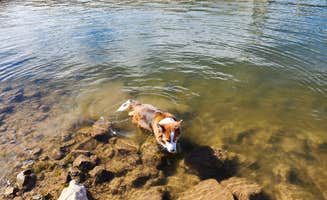 Teresa T.'s photo of camping with pets at Limestone Campground — Brantley Lake State Park near Artesia, NM