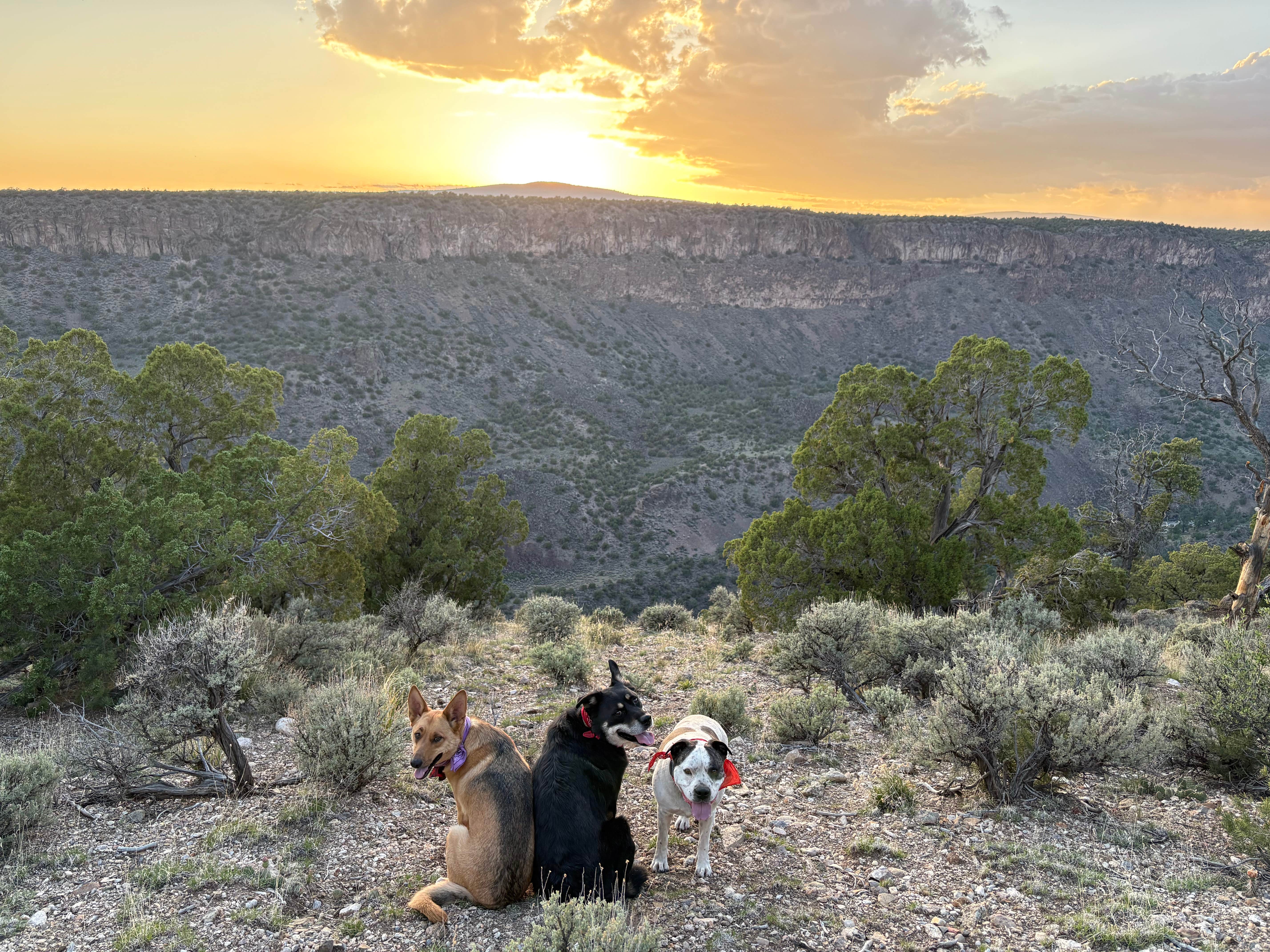 Emily S.'s photo of camping with pets at Cebolla Mesa Campground near Taos, NM