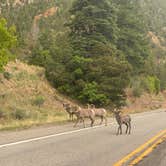 Review photo of Columbine Campground (NM) by Robert E., July 11, 2025