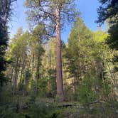 Review photo of Columbine Campground (NM) by Robert E., July 11, 2025