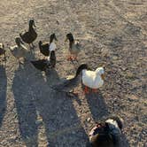 Review photo of Escondida Lake Park & Campground by Katey B., November 7, 2025