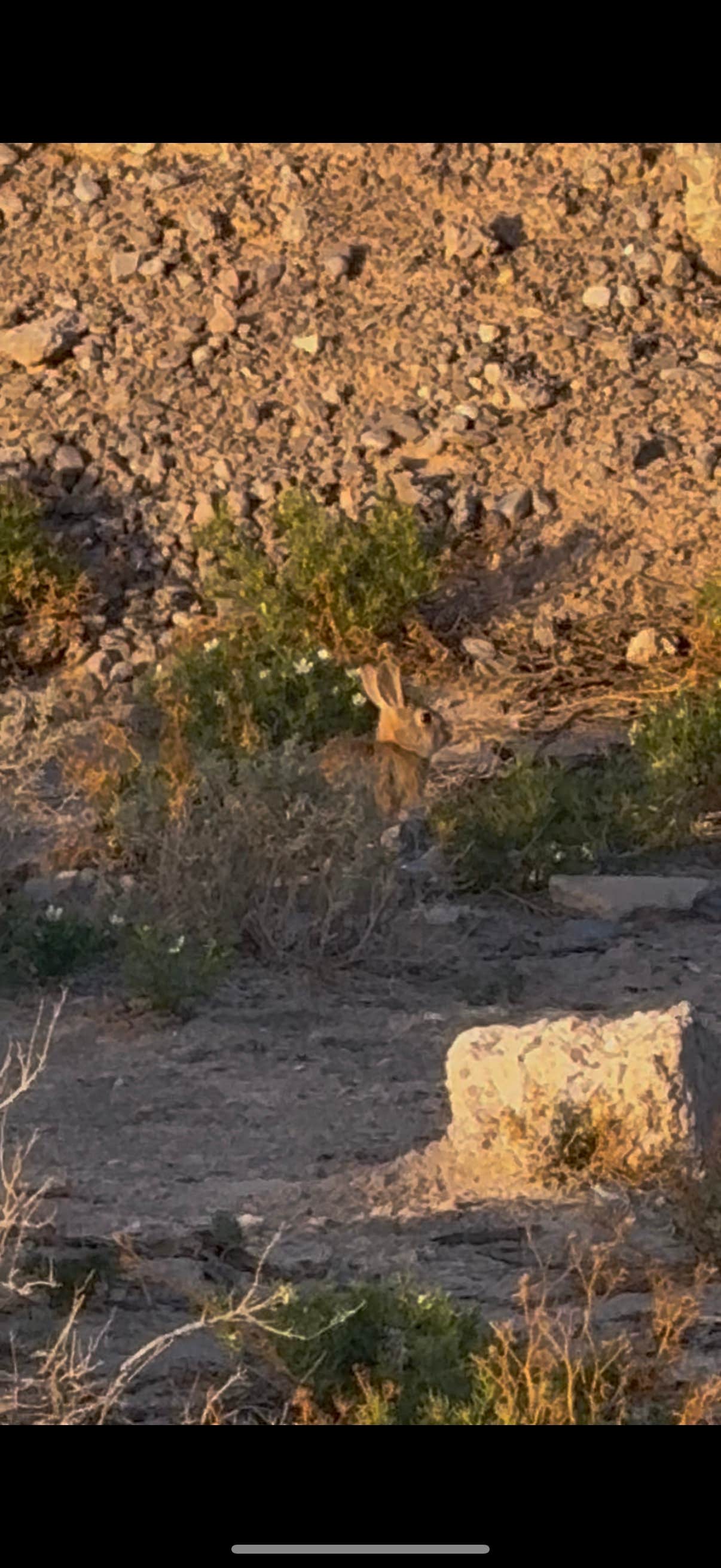 Camper submitted image from Holloman AFB FamCamp - 5