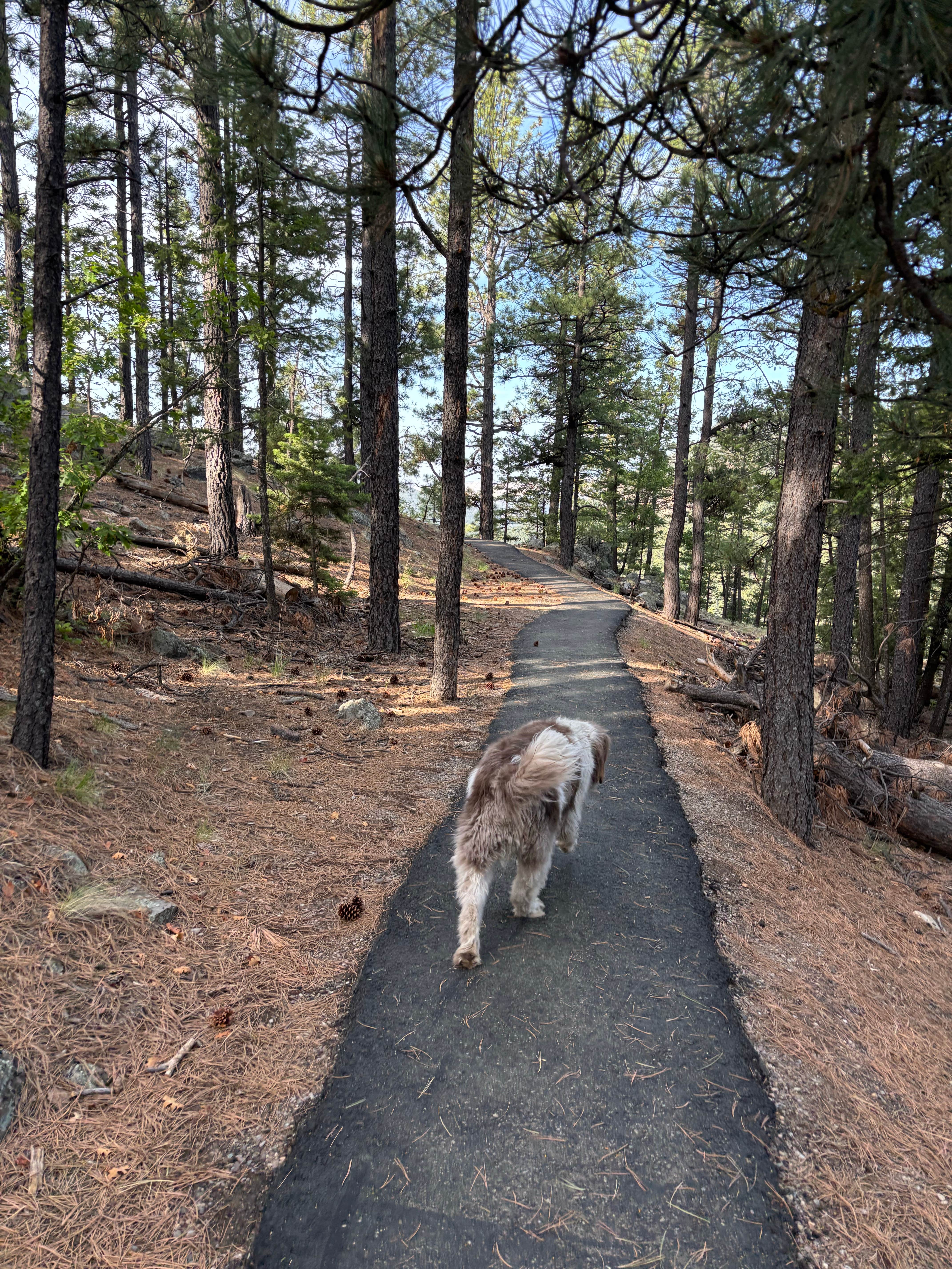 Nora S.'s photo of camping with pets at Jemez Falls Campground near Jemez Springs, NM