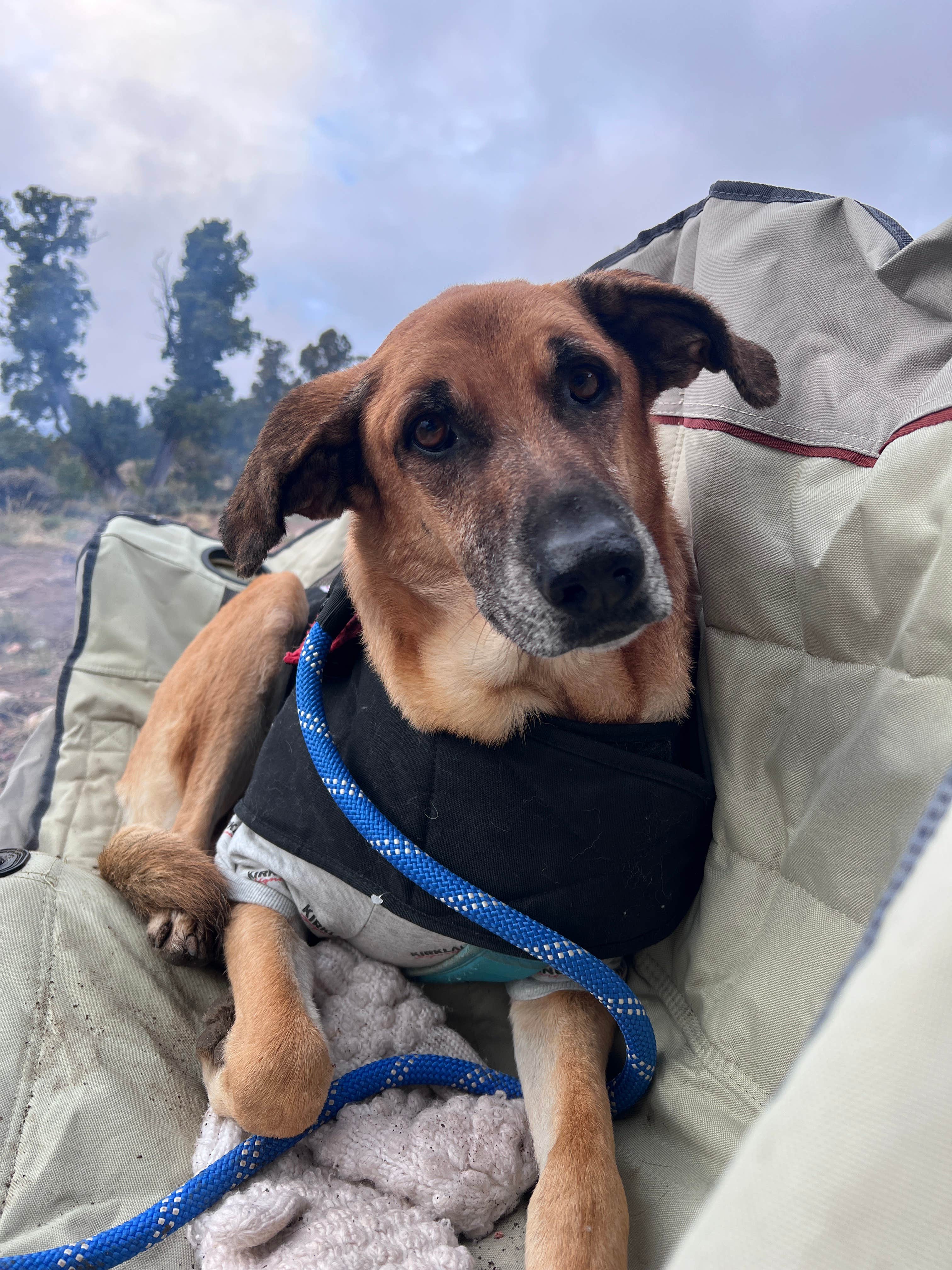 Jenny M.'s photo of camping with pets at Montoso Campground near Antonito, CO