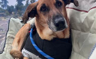 Jenny M.'s photo of camping with pets at Montoso Campground near Carson National Forest