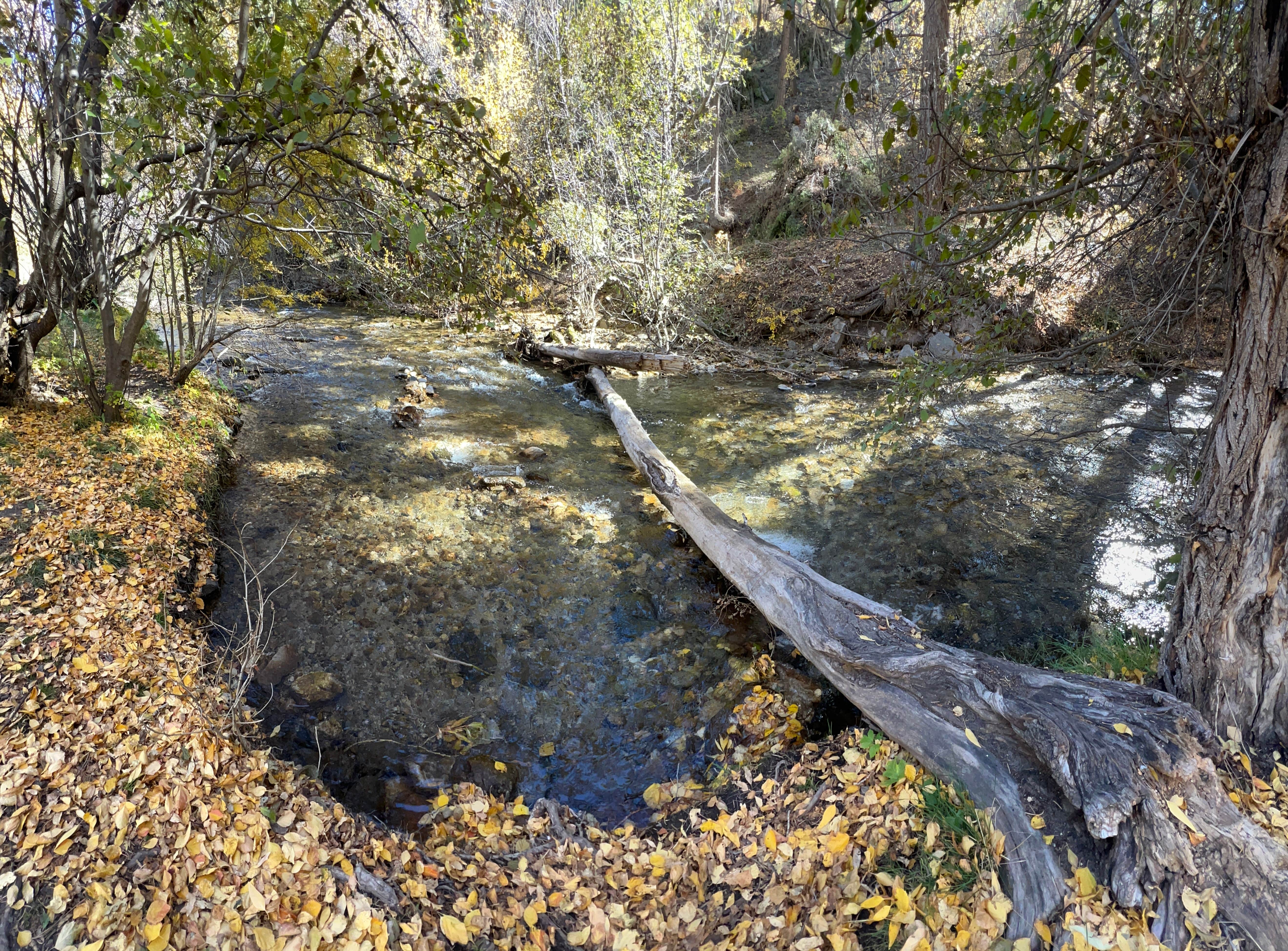 Camper submitted image from Lower Hondo Campground - 5