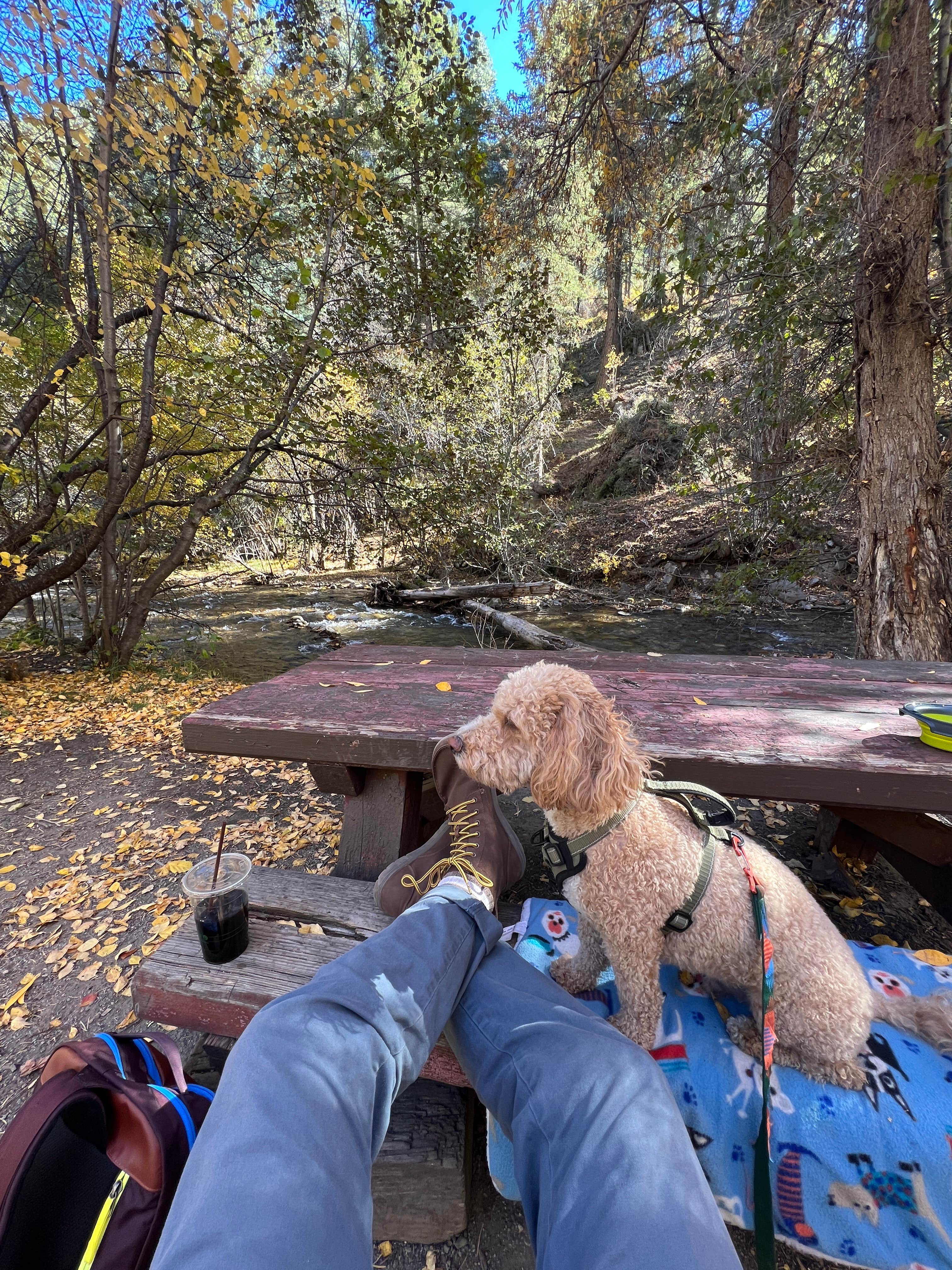 Camper-submitted photo at Lower Hondo Campground near Red River, NM