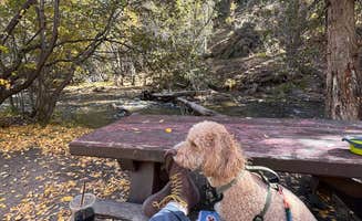 Jacob S.'s photo of camping with pets at Lower Hondo Campground near Taos, NM