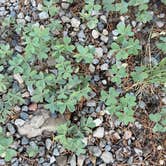 Review photo of Manzano Mountains State Park Campground by Trickiewoo W., August 7, 2026