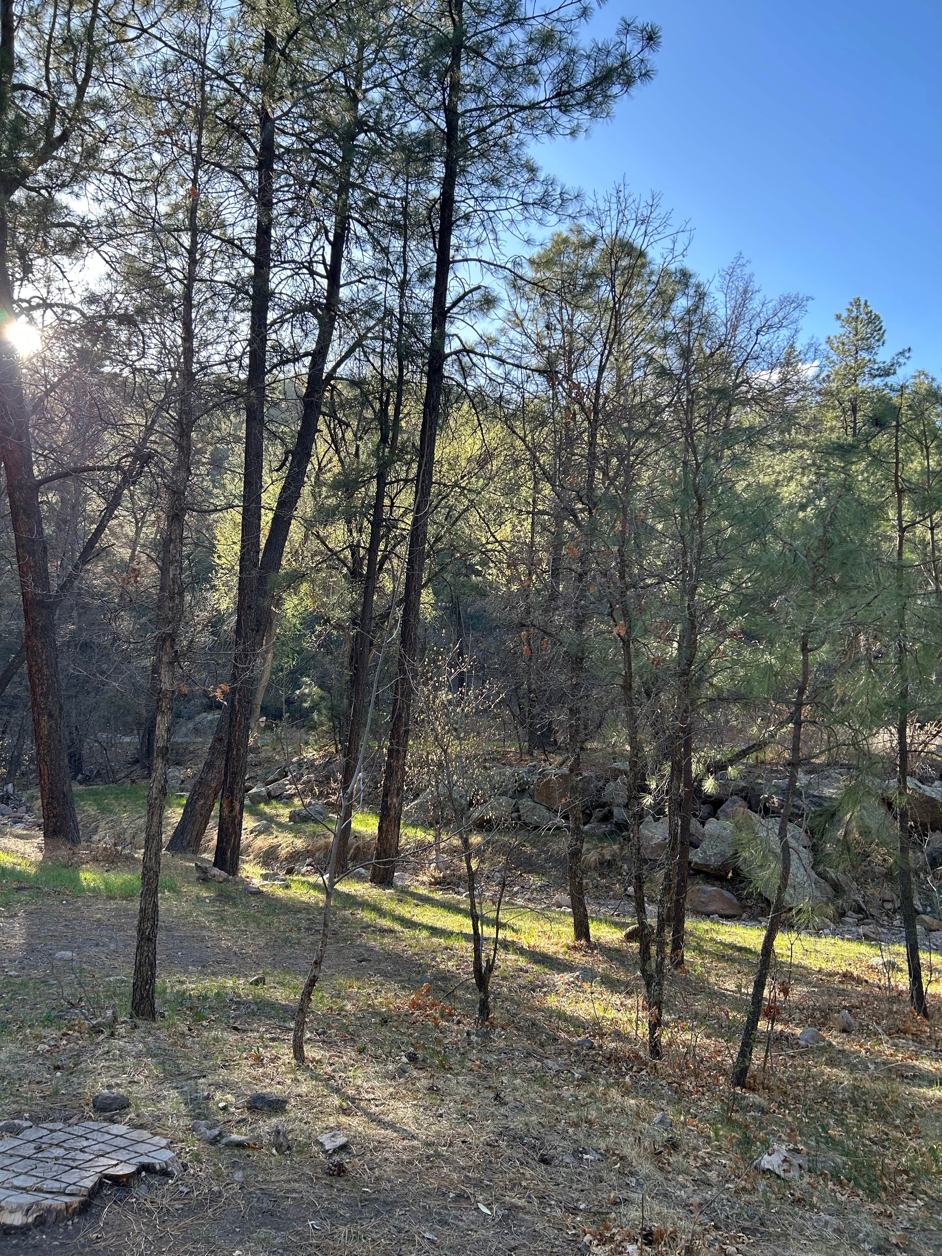 Camper-submitted photo at McMillan Campground near Arenas Valley, NM