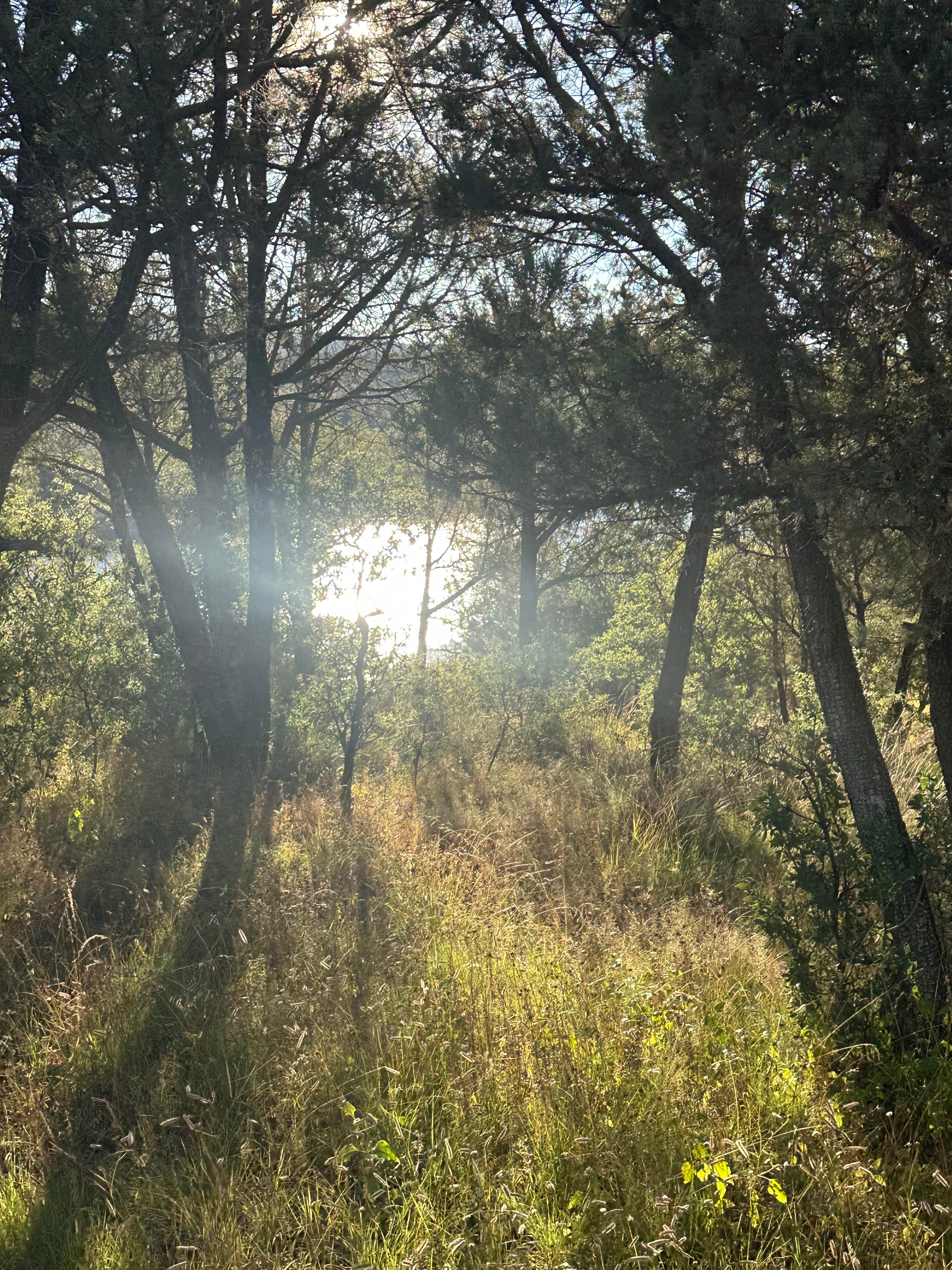 Camper-submitted photo at Mesa Campground near Hanover, NM