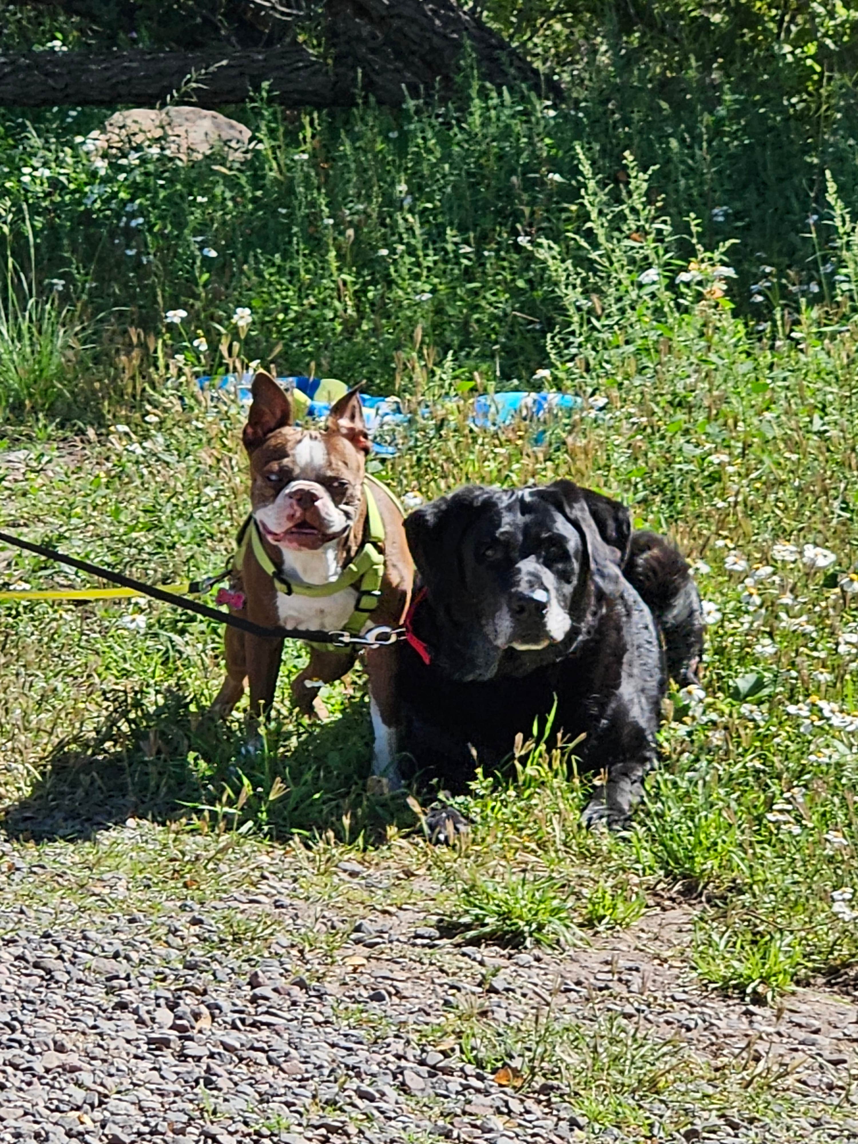 Sherry M.'s photo of camping with pets at Mesa Campground near Cliff, NM