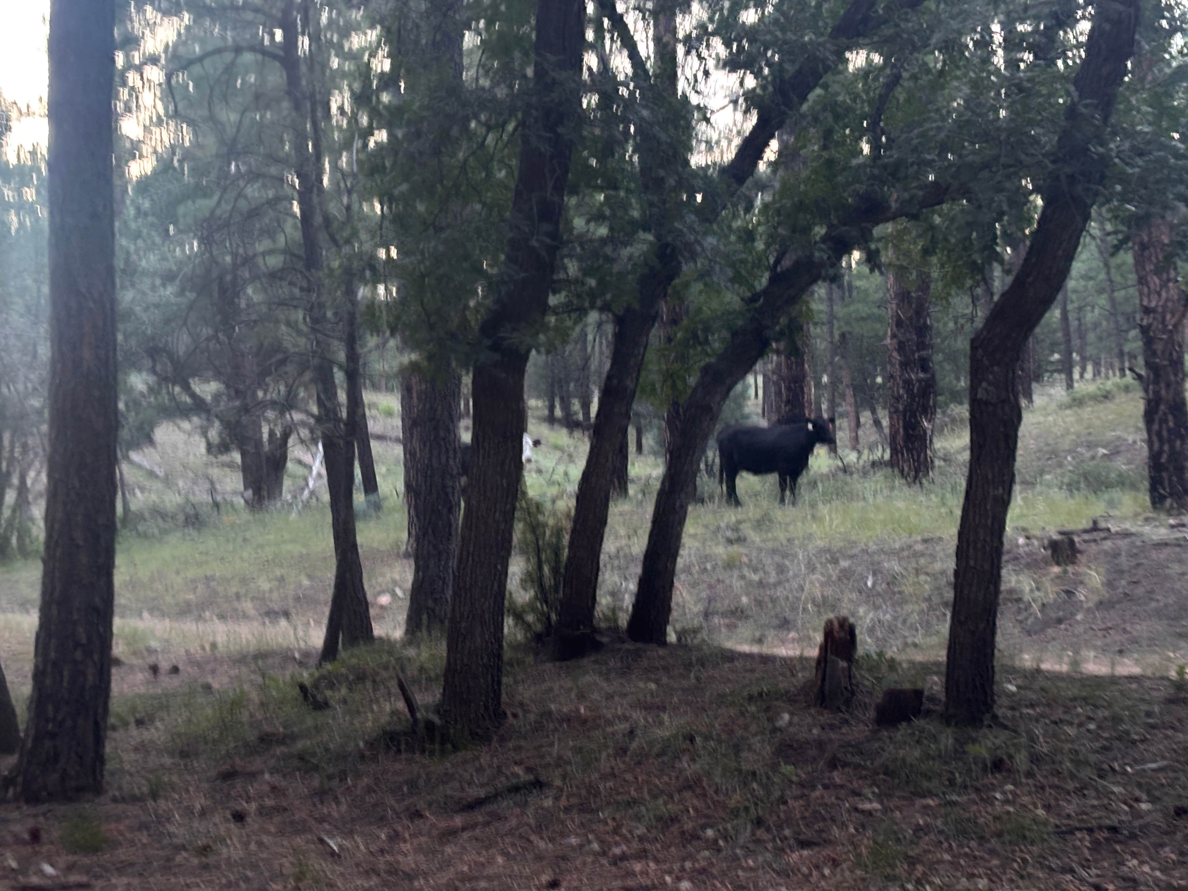 Camper-submitted photo at Red Cloud Campground near Corona, NM