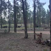 Review photo of Red Cloud Campground by Zoey T., August 14, 2025