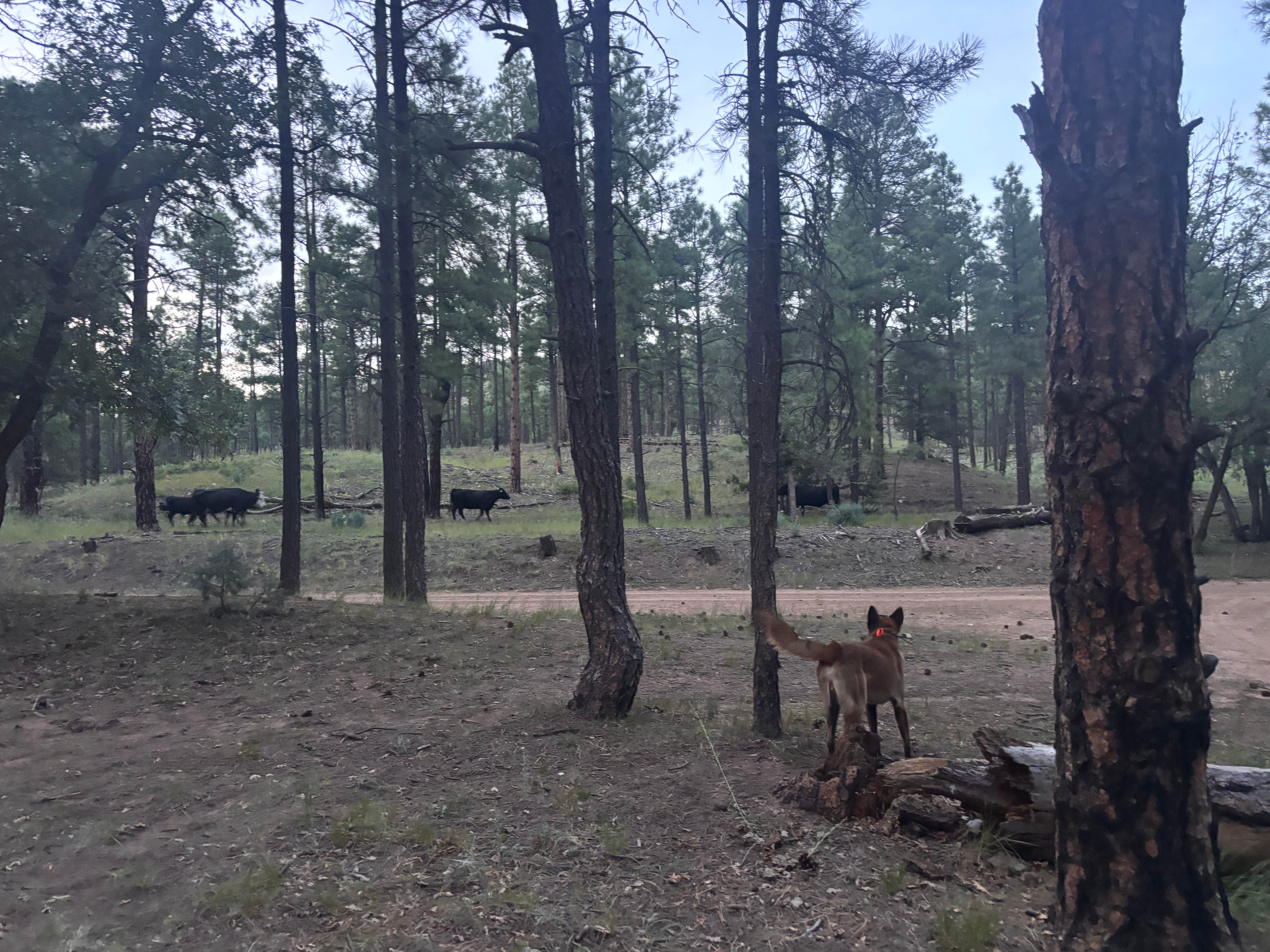 Camper submitted image from Red Cloud Campground - 5