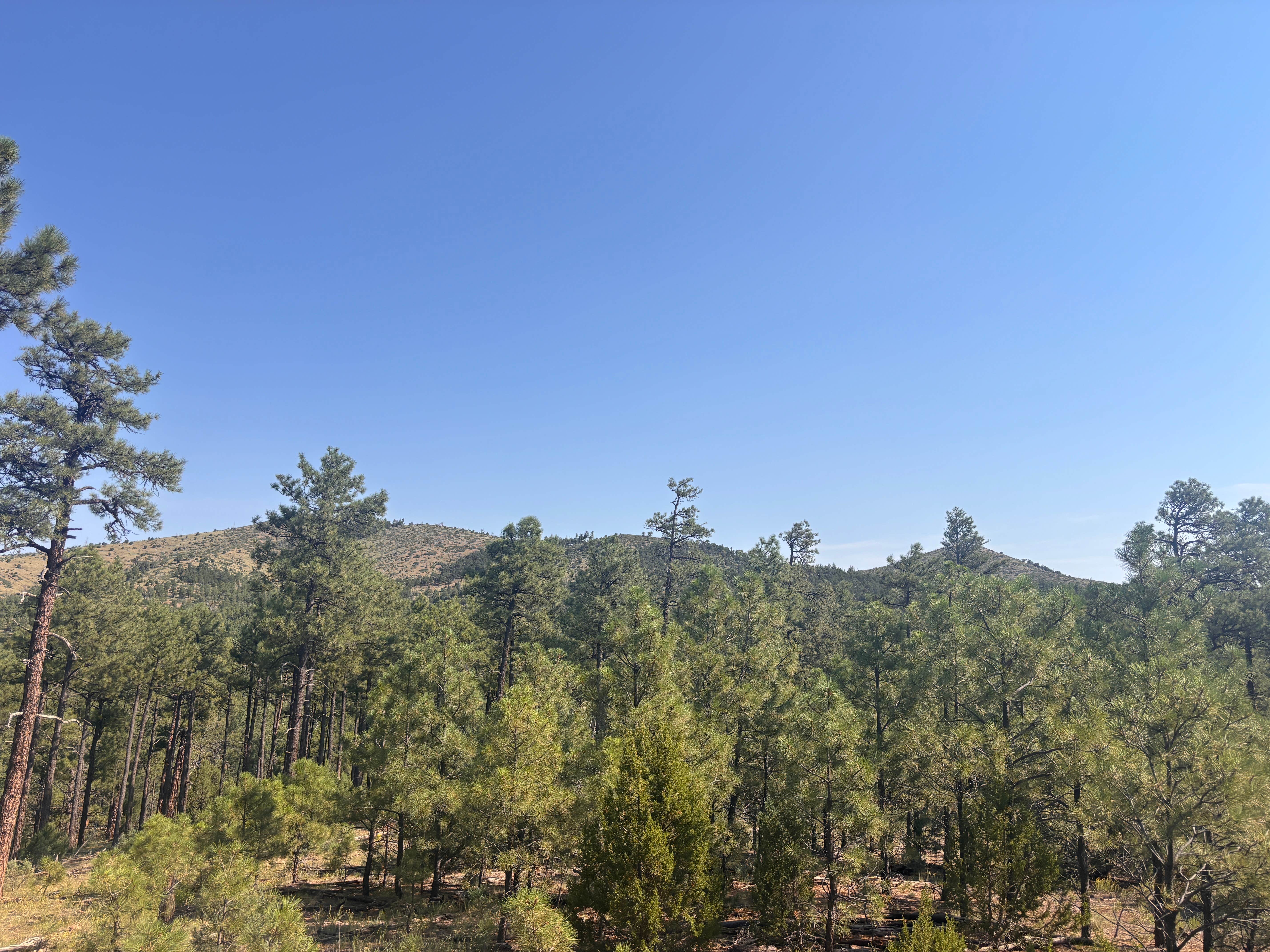 Camper-submitted photo at Red Cloud Campground near Corona, NM