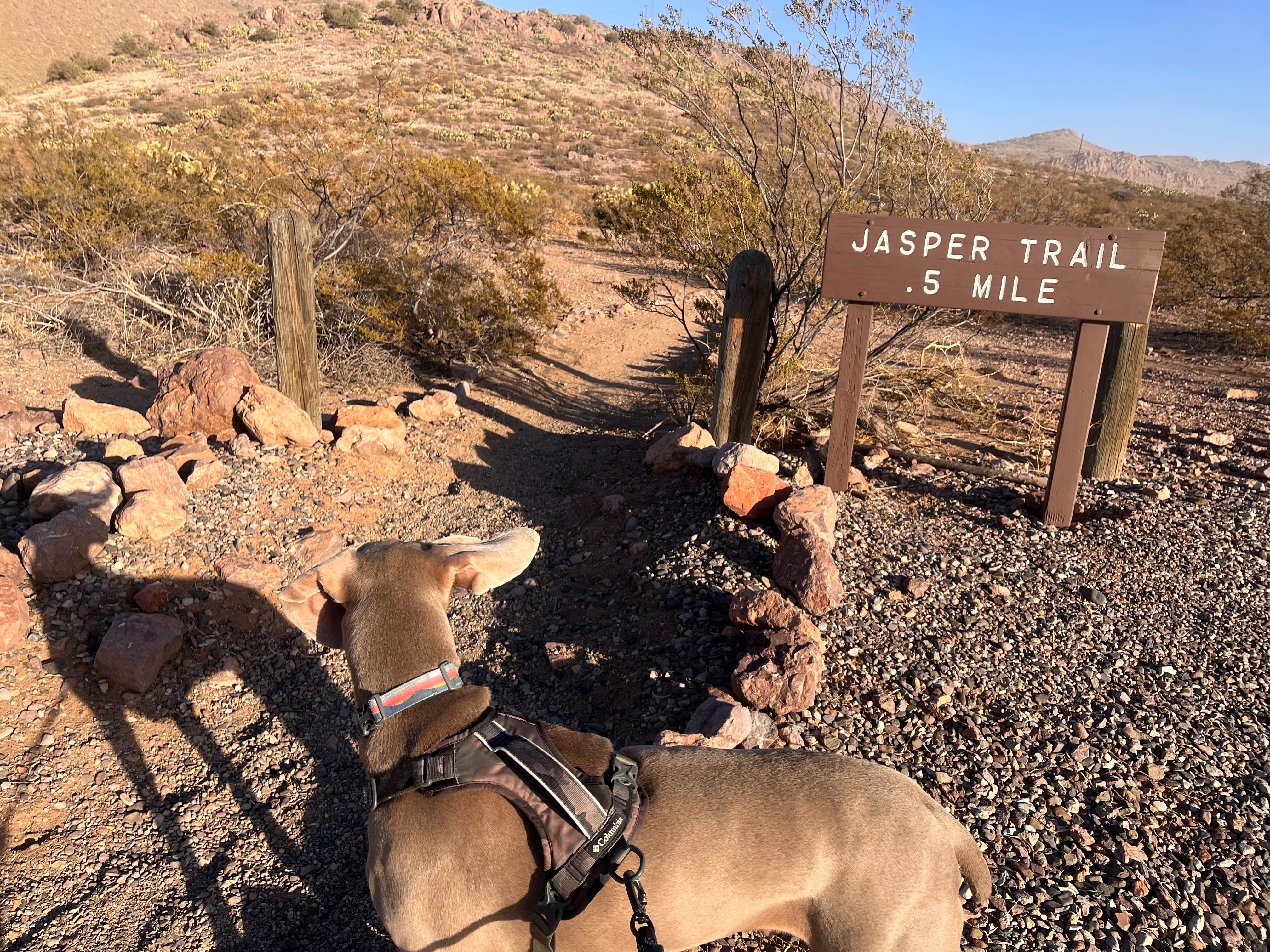 Julie F.'s photo of camping with pets at Rockhound State Park Campground near Mesilla, NM