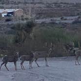 Review photo of Rockhound State Park Campground by Mary M., June 3, 2025
