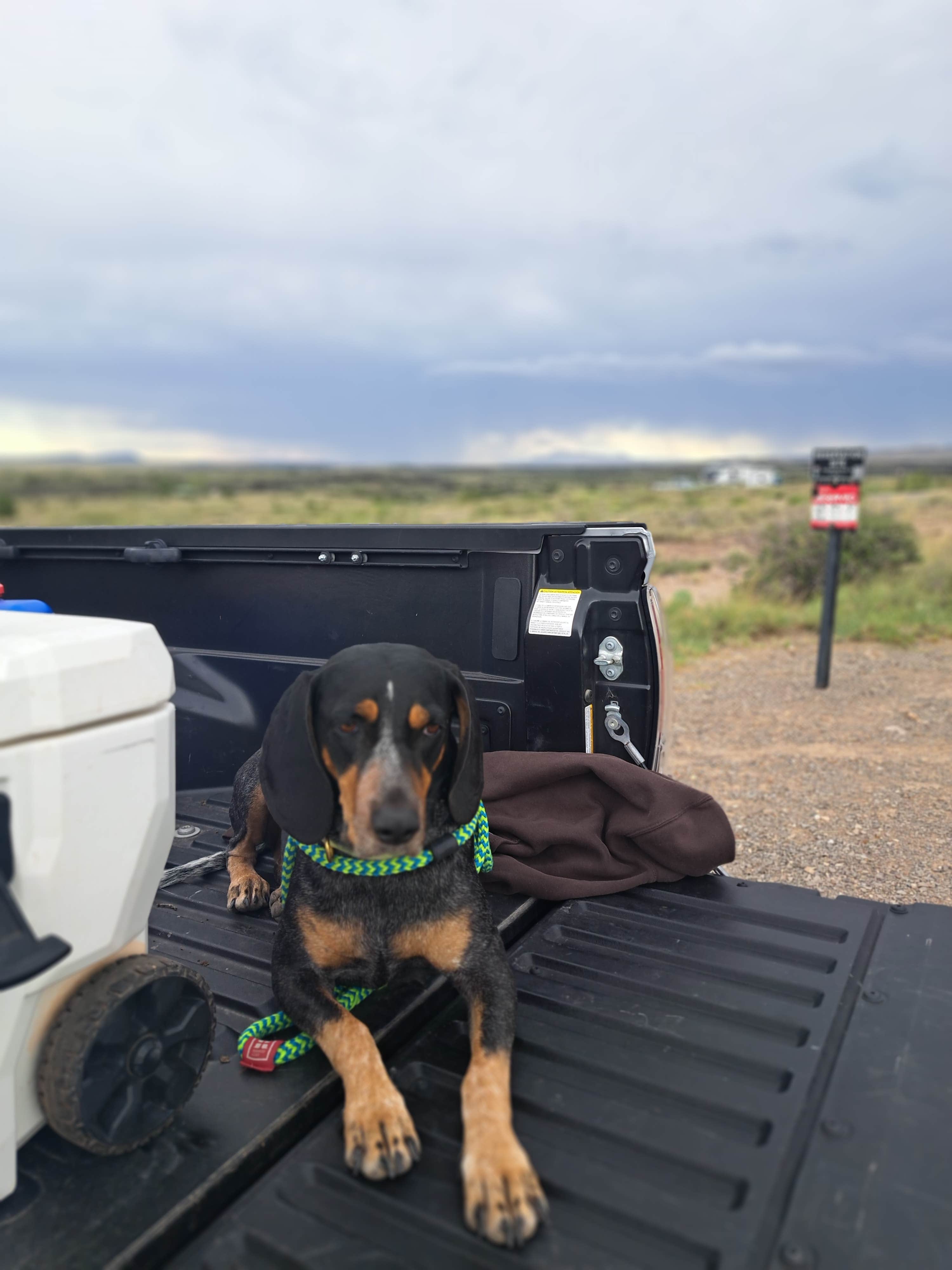 amber H.'s photo of camping with pets at Valley Of Fires Recreation Area near Ruidoso, NM