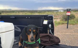 amber H.'s photo of camping with pets at Valley Of Fires Recreation Area near Nogal, NM