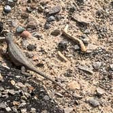 Review photo of Valley Of Fires Recreation Area by David R., July 13, 2026