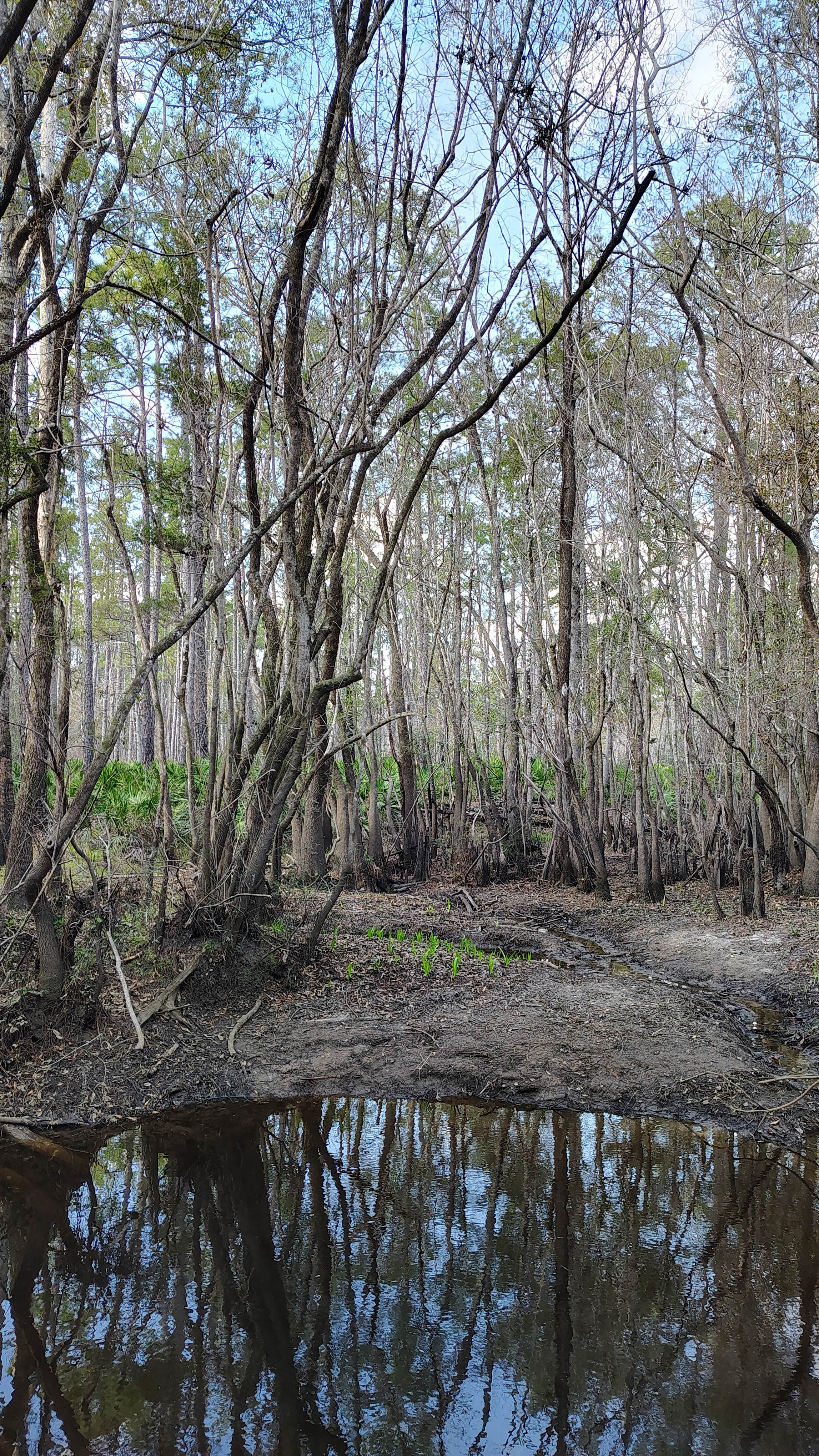 Camping near Magnolia Landing Campground: New River — Tate's Hell State Forest Juniper Creek Primitive Campsites, Carrabelle, Florida