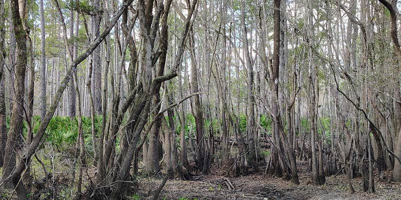 Camper submitted image from New River — Tate's Hell State Forest Juniper Creek Primitive Campsites