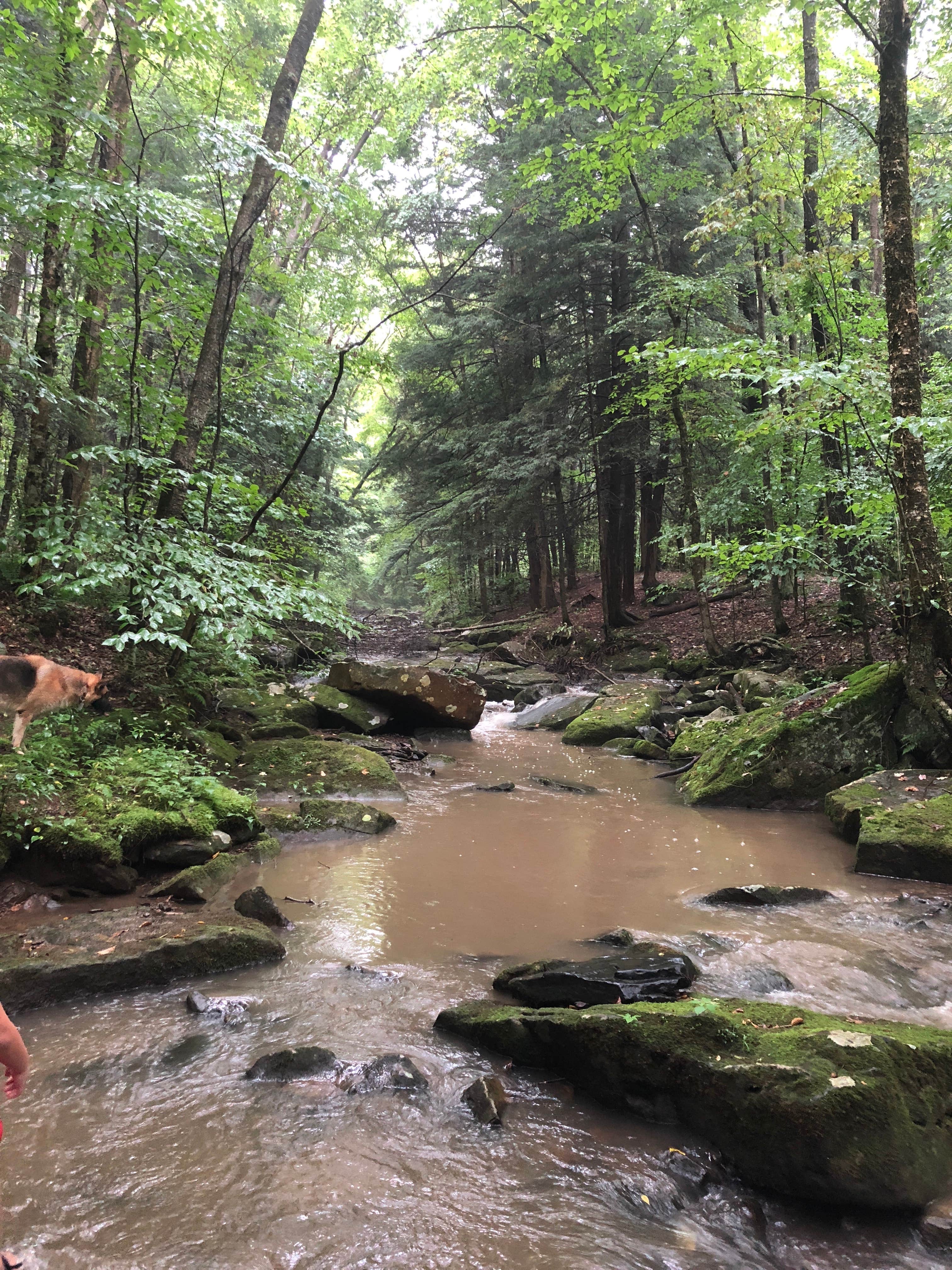 Brian B.'s photo of camping with pets at Quaker Area — Allegany State Park State Park near Ripley, NY
