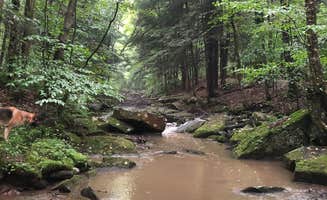 Brian B.'s photo of camping with pets at Quaker Area — Allegany State Park State Park near Panama, NY