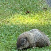 Review photo of Chenango Valley State Park Campground by Jeff H., June 15, 2024