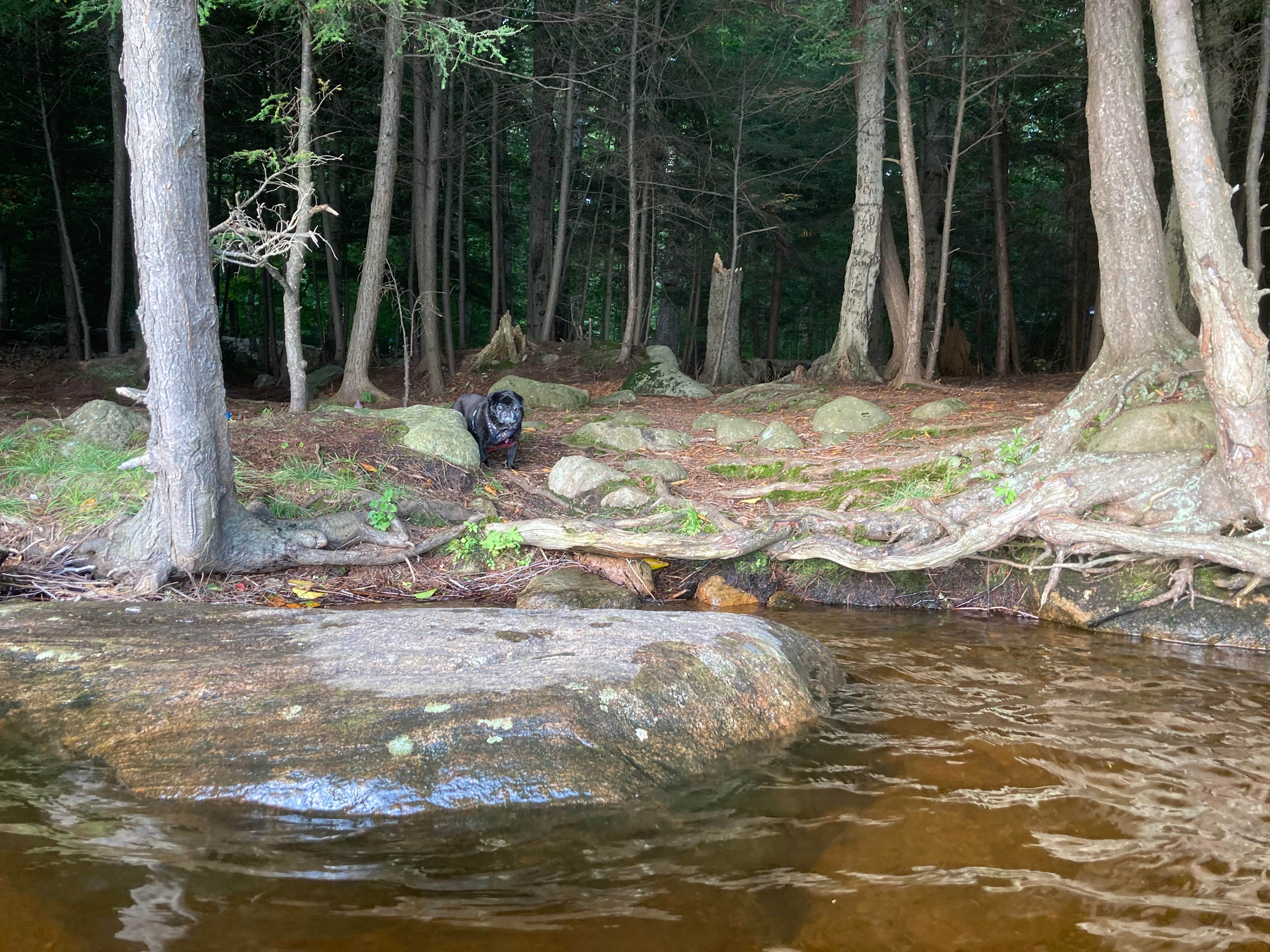 Janet R.'s photo of camping with pets at Cranberry Lake Campground near Cranberry Lake, NY
