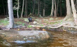 Janet R.'s photo of camping with pets at Cranberry Lake Campground near Tupper Lake, NY