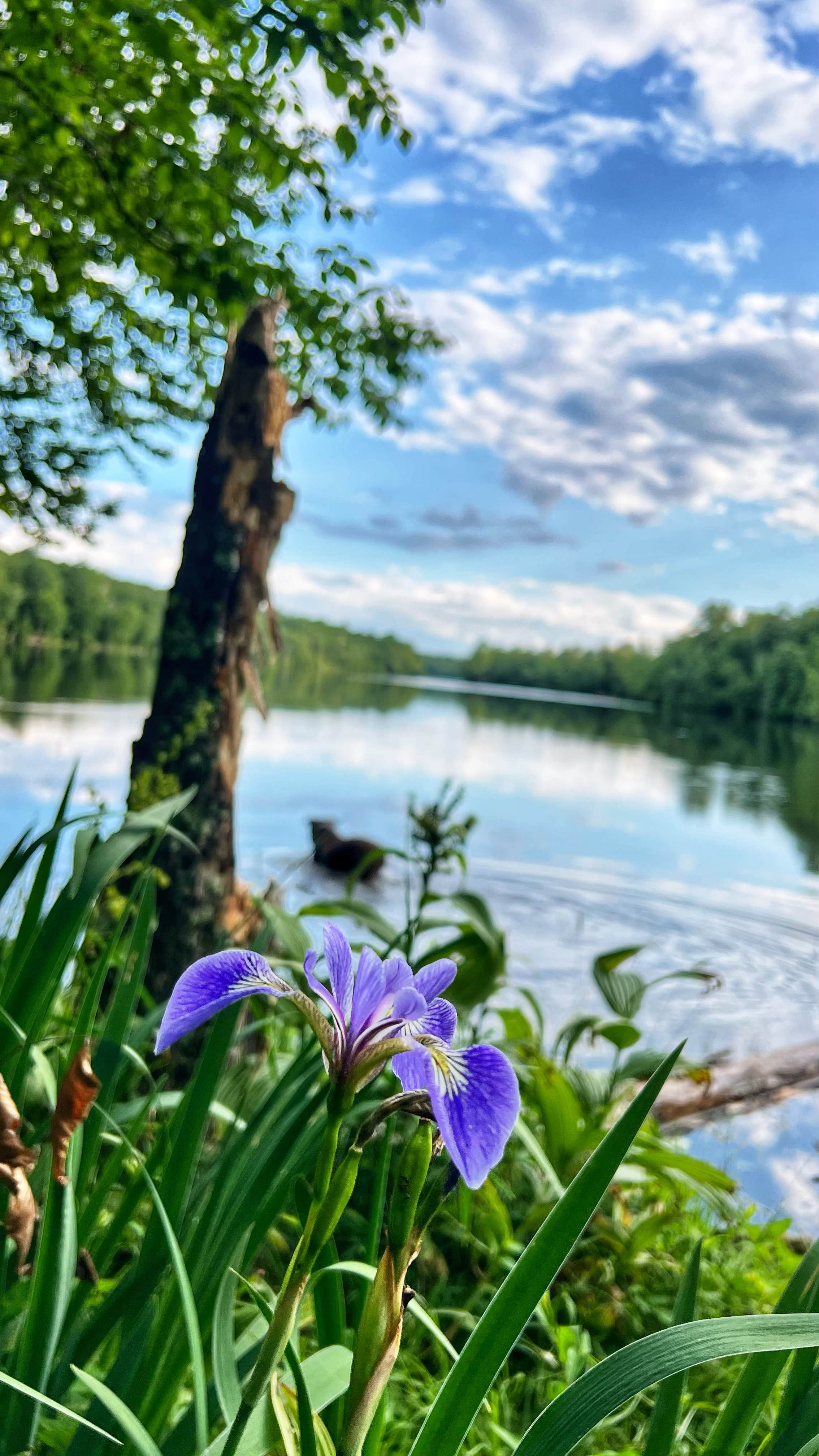 Camper-submitted photo at Mongaup Pond near Margaretville, NY