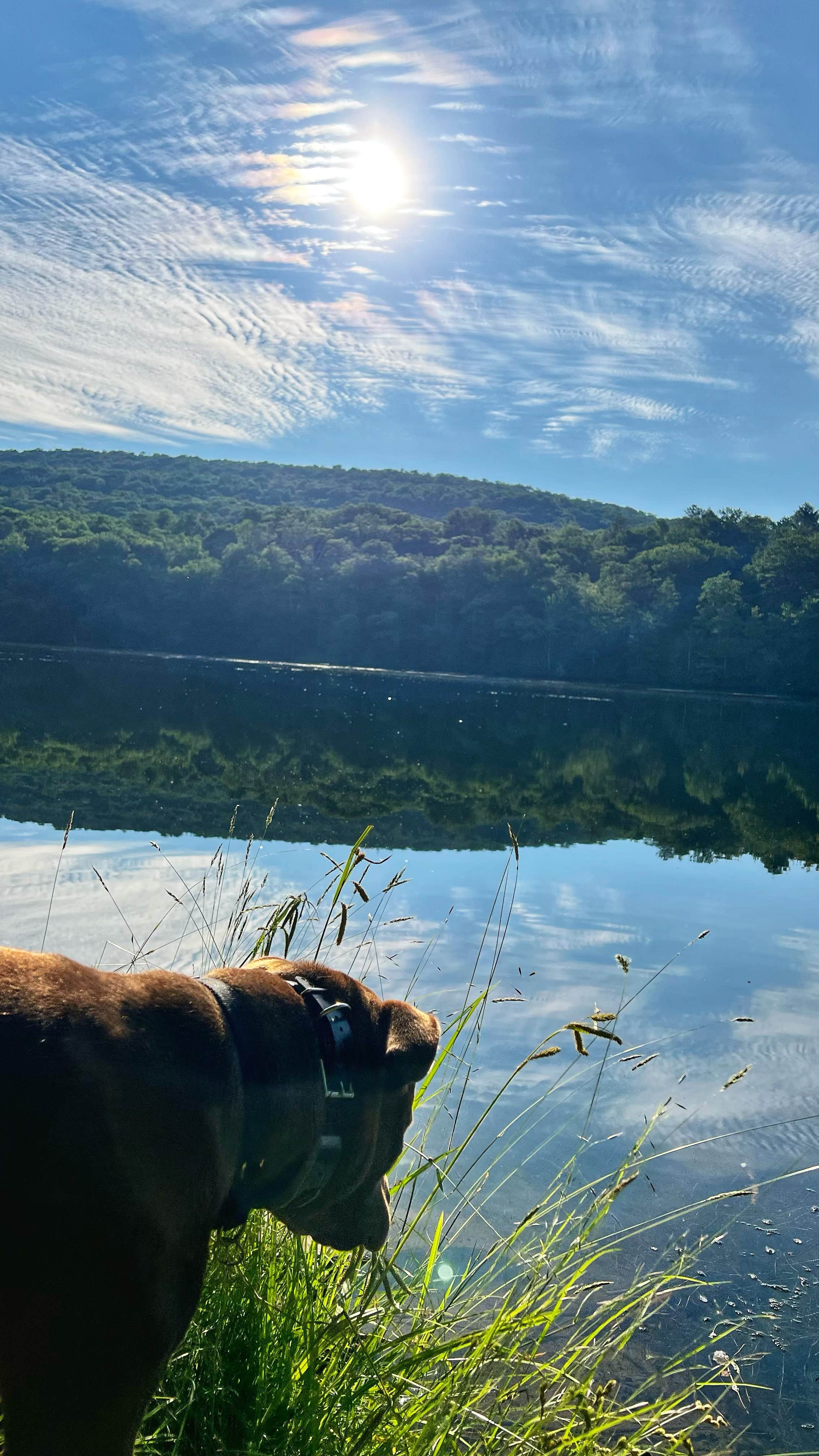 Erik C.'s photo of camping with pets at Mongaup Pond near Phoenicia, NY