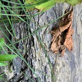 Review photo of Robert H. Treman State Park Campground by Janet R., December 31, 2025