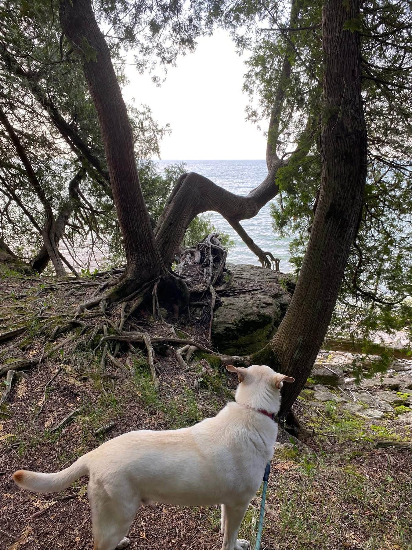 Kay K.'s photo of camping with pets at Newport State Park Campground near Sister Bay, WI