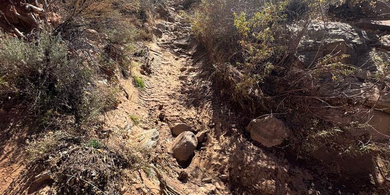 Camper submitted image from Newspaper Rock