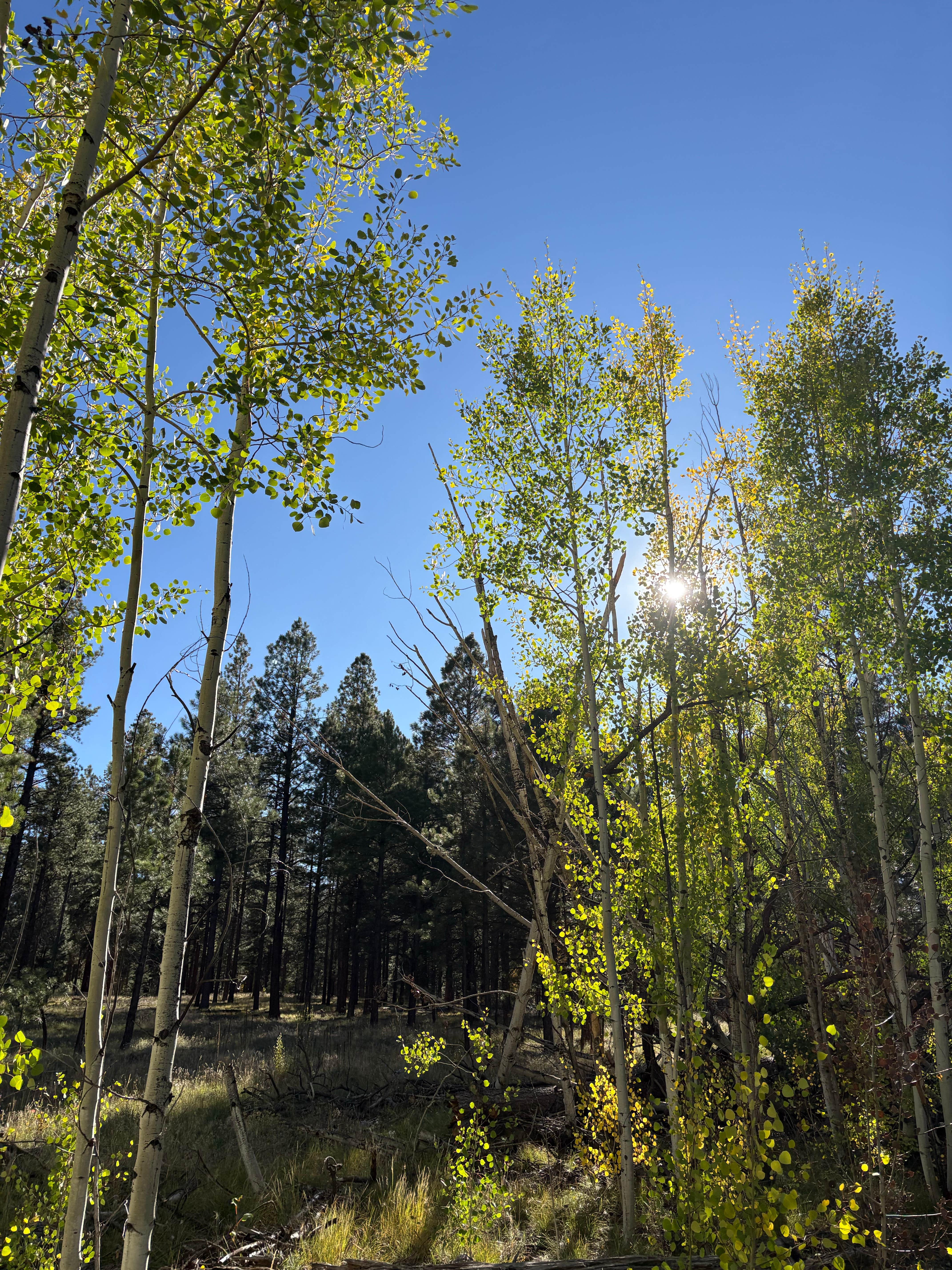 Camper-submitted photo at NF 200A Dispersed near Jacob Lake, AZ