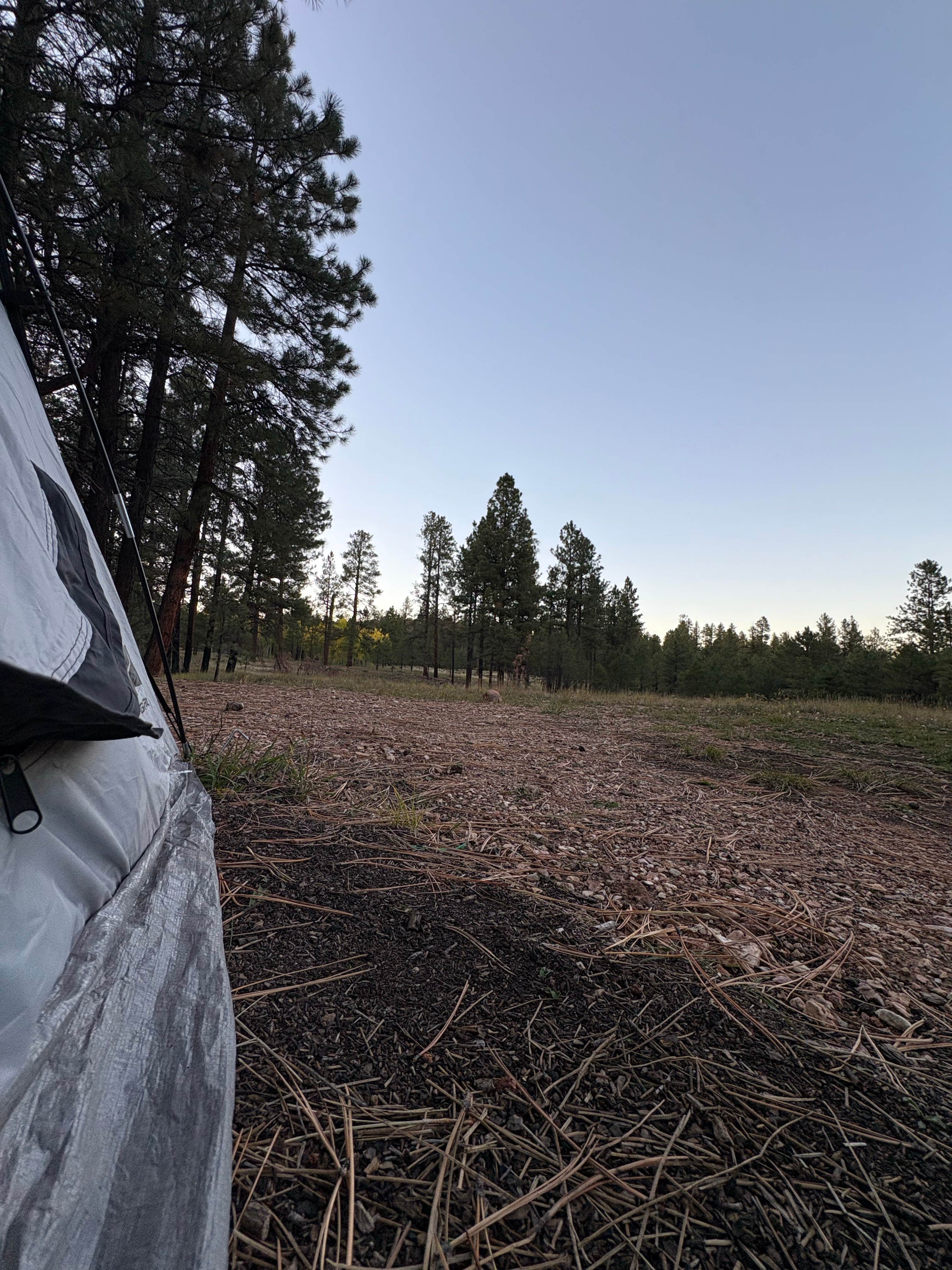 Camper submitted image from NF 200A Dispersed - 1