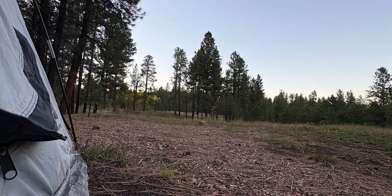 Camper submitted image from NF 200A Dispersed