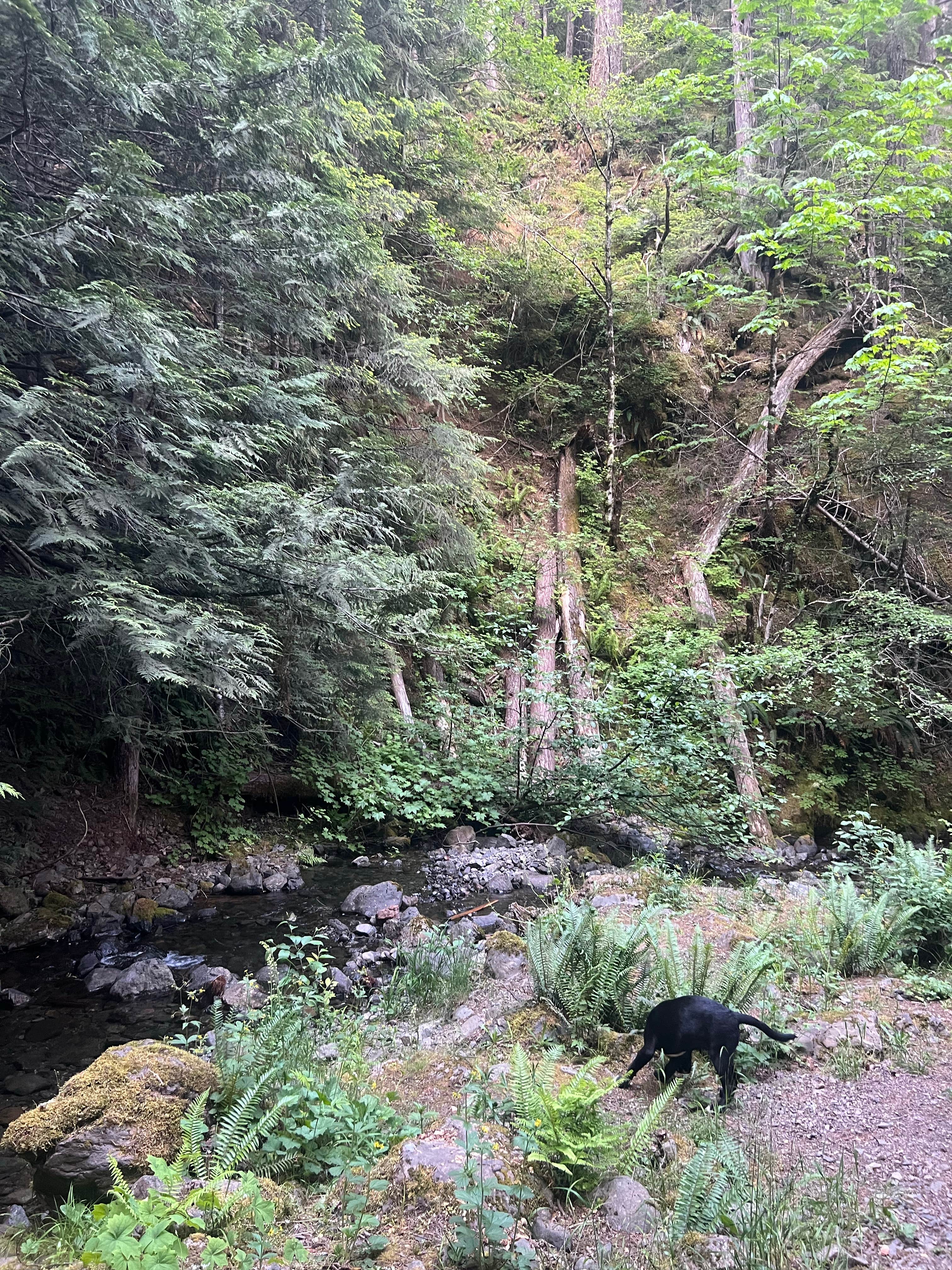 Jason C.'s photo of camping with pets at NF-2419 Dispersed Site near Olympic National Forest