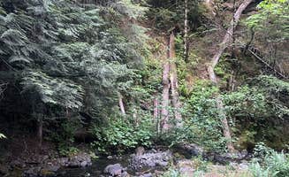 Jason C.'s photo of camping with pets at NF-2419 Dispersed Site near Olympic National Forest